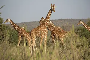 Reticulated: 80198196 Reticulated Giraffe - herd in dry bushland