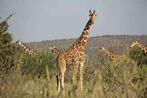 Reticulated: 80198197 Reticulated Giraffe - herd in dry bushland