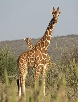 Reticulated: 80198198 Reticulated Giraffe - two in dry bushland