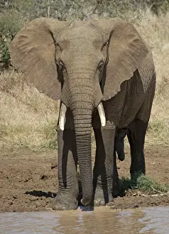 Laikipia: 80198199 African Elephant Laikipia Plateau Grasslands