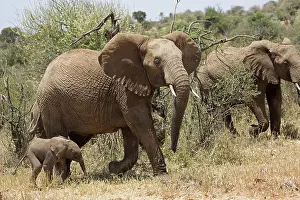 Laikipia: 80198200 African Elephant - with young calf Laikipia
