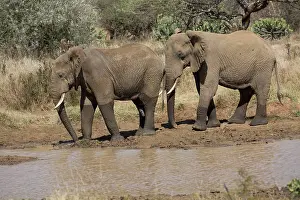 Loxodanta: 80198201 African Elephant - walking by water reservoir