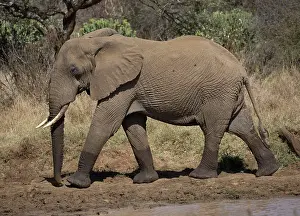Mark Boulton: 80198202 African Elephant - by water reservoir