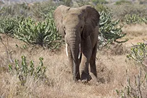 Euphorbia: 80198203 African Elephant Laikipia Plateau Grasslands