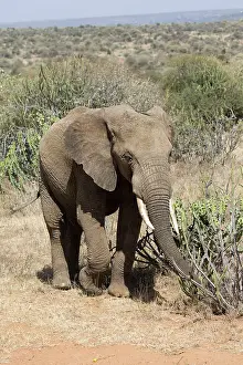 Euphorbia: 80198204 African Elephant - feeding on Euphorbia