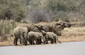 Loxodanta: 80198205 African Elephants - drinking at waterhole