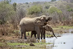Loxodanta: 80198206 African Elephants - drinking at waterhole
