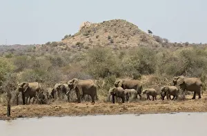Laikipia: 80198207 African Elephants - at waterhole Laikipia