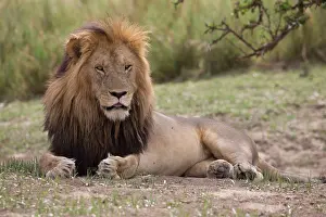 Maned: 80198208 African Lion - large maned male resting