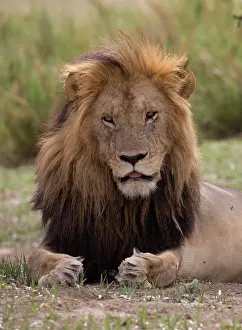 Maned: 80198209 African Lion - large maned male resting