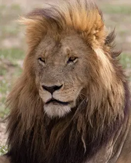 Maned: 80198210 African Lion - large maned male resting