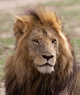 Maned: 80198211 African Lion - large maned male resting
