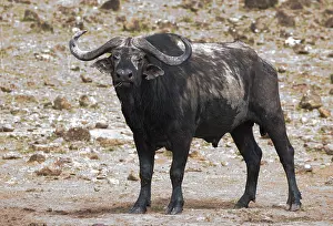 Caffer: 80198212 African Buffalo Masai Mara National Reserve