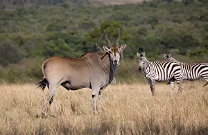 Oryx: 80198213 Eland - in dry savannah grassland Masai