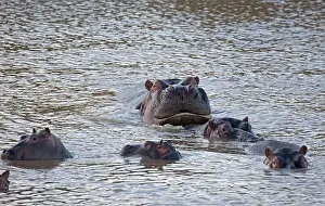 Amphibius: 80198214 Common Hippopotamus Masai Mara National