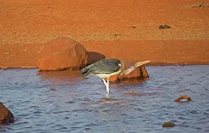 Marabou: 80198218 Marabou Stork Tsavo East National Park