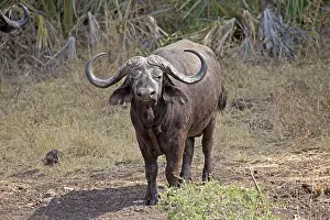 Mark Boulton: 80198219 African Cape Buffalo Meru National Park