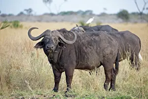 Mark Boulton: 80198220 African Cape Buffalo Meru National Park