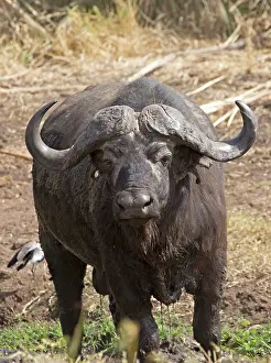 Mark Boulton: 80198221 African Cape Buffalo Meru National Park