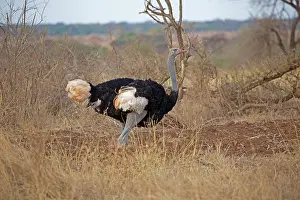 Mark Boulton: 80198222 Ostrich - male Meru National Park, Kenya