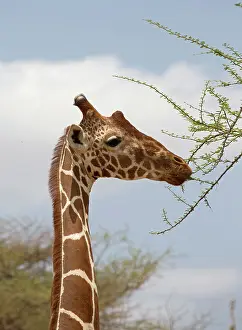 Mark Boulton: 80198223 Recticulated / Somali Giraffe - feeding