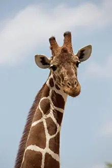 Mark Boulton: 80198224 Recticulated / Somali Giraffe Meru National