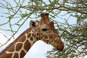 Mark Boulton: 80198225 Recticulated / Somali Giraffe - feeding
