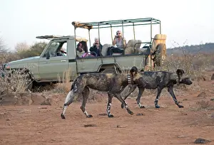 Mark Boulton: 80198226 African Wild Dog - with radio collars -