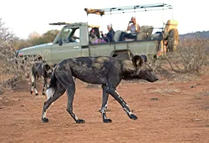 Mark Boulton: 80198227 African Wild Dog - with tourist photographers