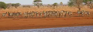 Mark Boulton: 80198230 Burchell's Zebra - herd gathering at water