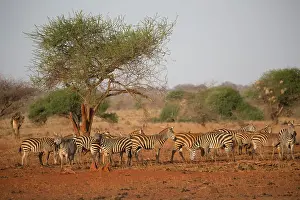 Mark Boulton: 80198231 Burchell's Zebra - herd Tsavo East National