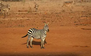 Mark Boulton: 80198232 Burchell's Zebra Tsavo East National Park