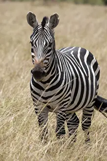 Mark Boulton: 80198233 Burchell's Zebra - dry savannah plains