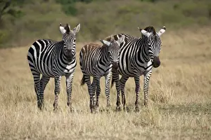 Mark Boulton: 80198234 Burchell's Zebra - dry savannah plains