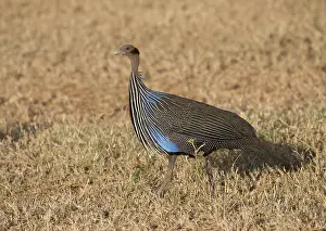 Mark Boulton: 80198235 Vulterine Guineafowl Laikipia Wilderness
