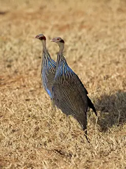 Mark Boulton: 80198236 Vulterine Guineafowl Laikipia Wilderness