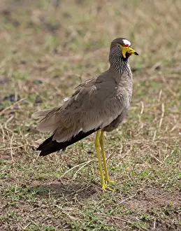 Mark Boulton: 80198237 Senegal Watlled Plover / African Wattled