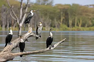 Mark Boulton: 80198238 White-breasted Cormorant Lake Naivasha