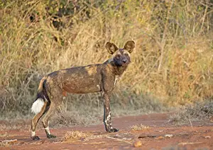 Mark Boulton: 80198239 Africa Wild Dog / Cape Hunting / African