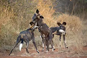 Mark Boulton: 80198240 Africa Wild Dog / Cape Hunting / African