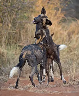 Mark Boulton: 80198241 Africa Wild Dog / Cape Hunting / African