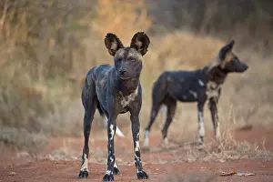 Mark Boulton: 80198242 Africa Wild Dog / Cape Hunting / African