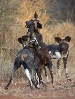 Mark Boulton: 80198243 Africa Wild Dog / Cape Hunting / African