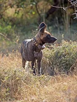 Mark Boulton: 80198244 Africa Wild Dog / Cape Hunting / African