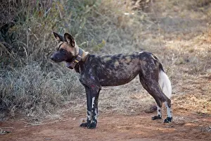 Mark Boulton: 80198245 Africa Wild Dog / Cape Hunting / African