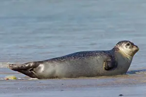 Habour: 80198561 Common / Harbour Seal - resting on beach