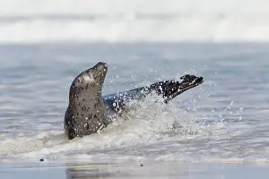 Habour: 80198563 Common / Harbour Seal - resting on beach