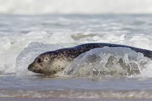 Habour: 80198564 Common / Harbour Seal - resting on beach