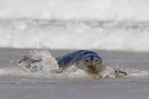 Habour: 80198565 Common / Harbour Seal - resting on beach