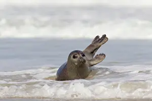 Habour: 80198567 Common / Harbour Seal - resting on beach